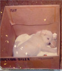 Benj as a puppy.