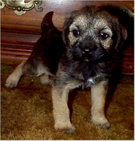 January 14, 2002, Gracie's First Day Home
