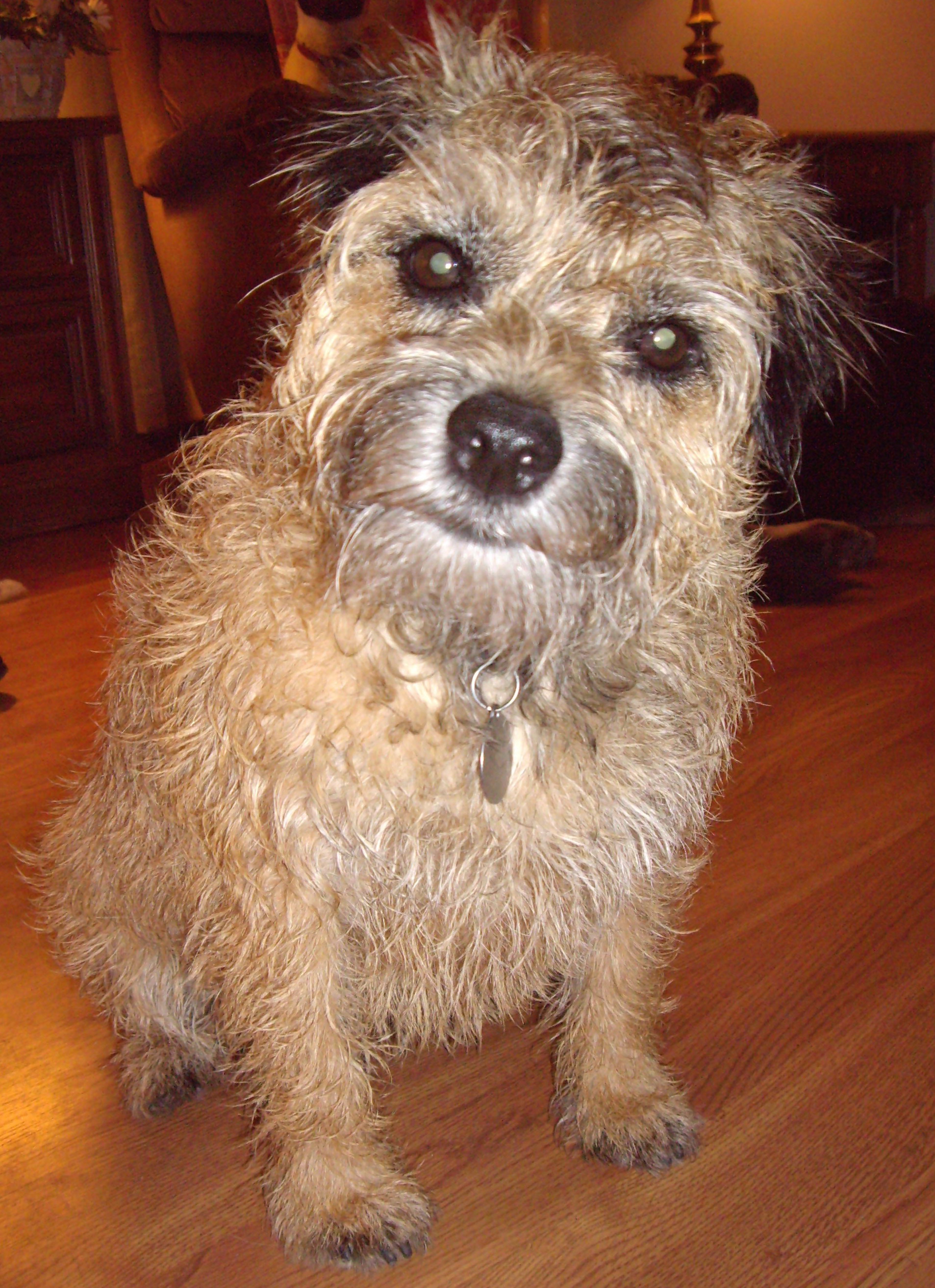Gracie the Border Terrier