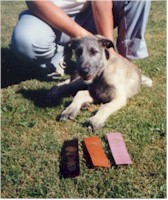 Puppy Kelly and ribbons