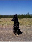 S5fritz in a National Forest Near Yellowstone