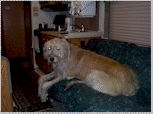 D'Berge Taking Care of Motion Detection (14895 bytes)