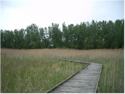 A boardwalk through a marsh on one of the many trails