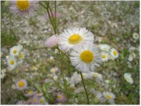 Pretty daisy flowers, click for a higher resolution image