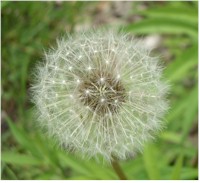 A dandy puff, click for a larger image