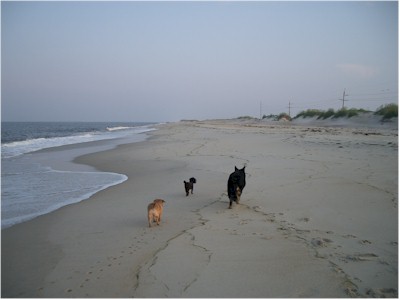 Three weary beach walkers!