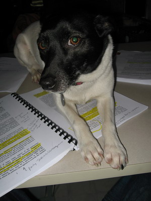 Moosie says, "ENOUGH STUDYING"!!!