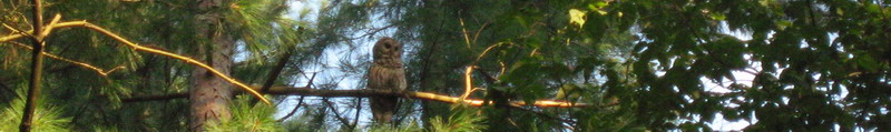 Click for the original of the horizontal owl.