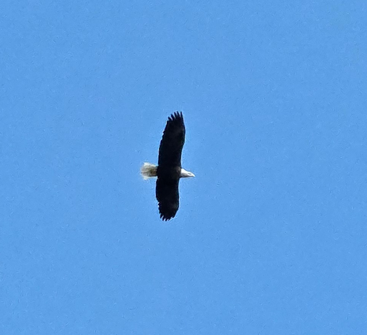 eagle