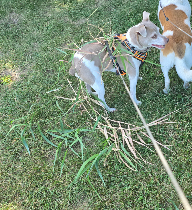 grassy odo